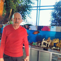 ������, �����������, 65 ���