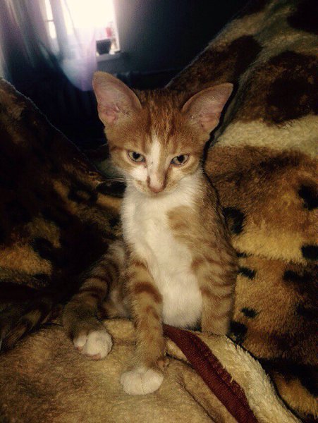 #Безкота_добро.Забрала котеночка ! Малыш попал в беду, но добрые люди подобрали его! Задние лапки ...