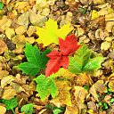 ���� �������, ��������, 47 ��� - ��������� 2 ������� 2016 � ������ ���� ����������