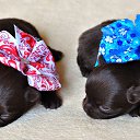 ���� ������, ��������, 66 ��� - ��������� 2 ����� 2017 � ������ ������ ��������