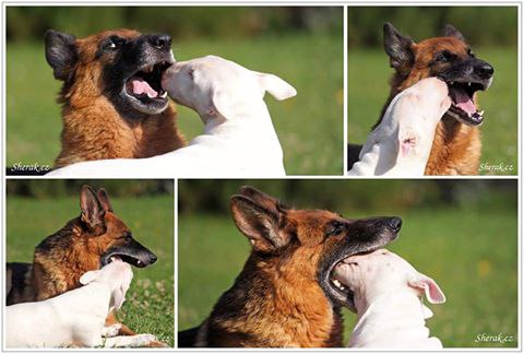 Из жизни одной парочки) - 2