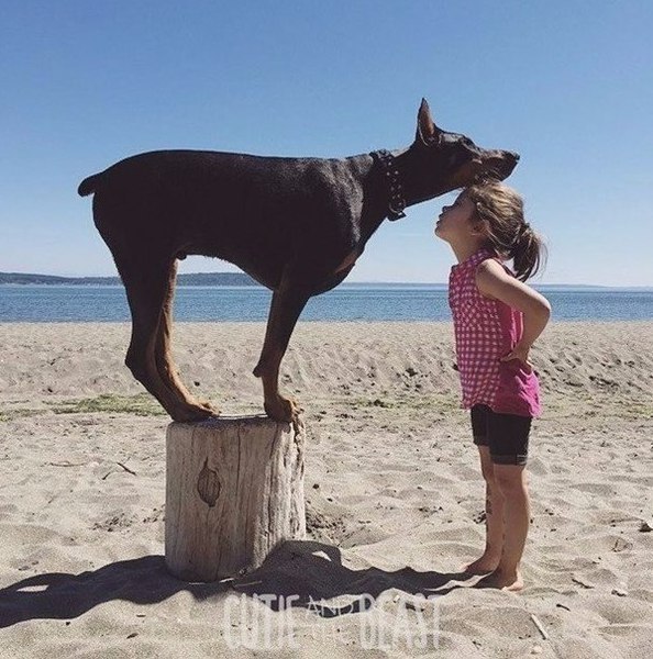 Фотографии 4-летней малышки Сиены и её четырёхлапого друга добермана Будды - 3