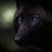 ���� Black Wolf, ������ - ��������� 31 ������ 2017