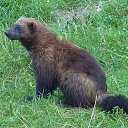 ���� �������, �����-���������, 49 ��� - ��������� 11 ������� 2016 � ������ ������ ��������