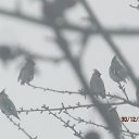 ���� ������, ������� - ��������� 1 ������� 2017 � ������ ���� ����� �������))�