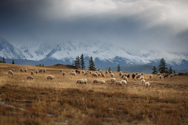 Altai, Russia - 3