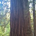 ���� ���������, �����, 40 ��� - ��������� 17 ������ 2017