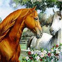 ���� Sabr Hawlere, ������ - ��������� 13 ������� 2017 � ������ ���� ����������