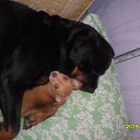 ���� ����, �������, 66 ��� - ��������� 9 ������� 2016 � ������ ������ ��������