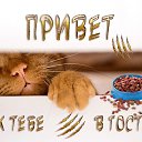 ���� �����, �����������, 62 ���� - ��������� 3 ����� 2017 � ������ ������
