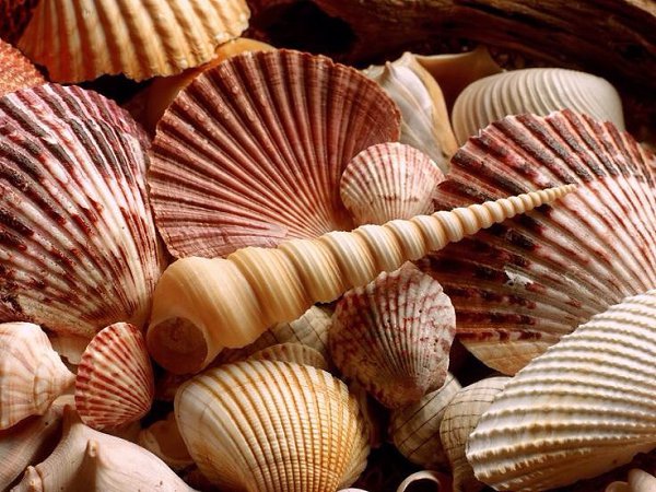 ###.В ракушках живут сначала улитки, потом жемчужины, а потом голос моря. Пустоты не бывает.Никки ... - 2