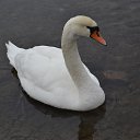 Schwan �� ������� �.... wechselhaftes Wetter.. .ESTLAND�