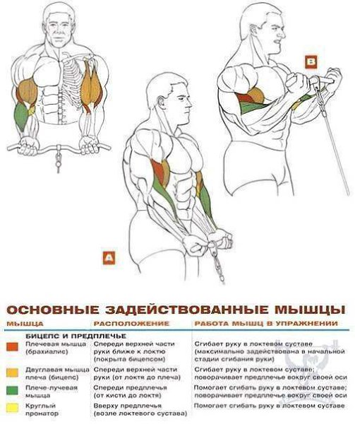 Качаем бицепс и предплечья! Упражнения + Анатомия Сохрани чтобы не потерять - 3