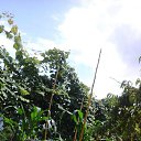  Avtandil,  -  20  2016    