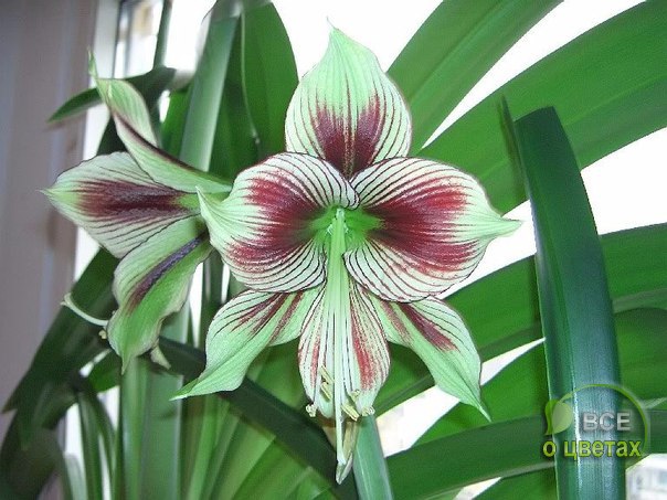 ����������� Papilio. ��� ������: ������� ���������������. ���� ������: �����������, ����������� �� ... - 3