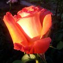 ���� ������, ������, 62 ���� - ��������� 7 ������� 2016 � ������ ��������