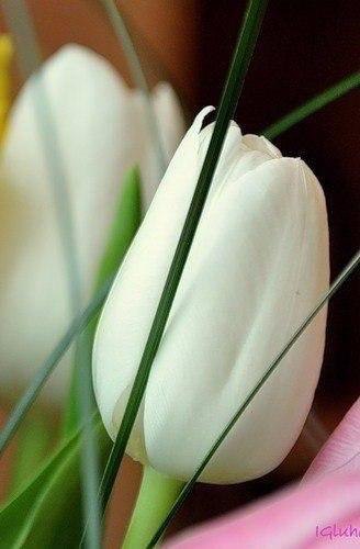 « Я просто нить, связывающая букет. Не я придумал цветы, их форму, цвет и запах. Моя единственная ... - 4