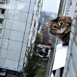 ���� �������, ��������, 43 ���� - ��������� 7 ������� 2017