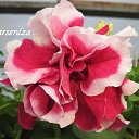 ���� ������, �������-��������� - ��������� 10 ������� 2017 � ������ ����� �����..�