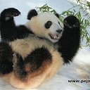 ���� ����, ����������� - ��������� 1 ����� 2017 � ������ ���� ����������