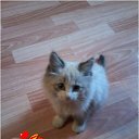 ���� ������, ���������, 56 ��� - ��������� 15 ������ 2017 � ������ ���� ����������