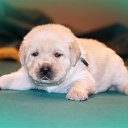 ���� ����, �������, 55 ��� - ��������� 13 ������� 2017 � ������ ���� �����