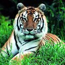 ���� ����������, �������� - ��������� 31 ������ 2017 � ������ ���� ����������