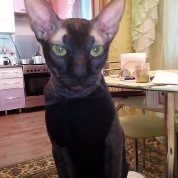 �����, ������