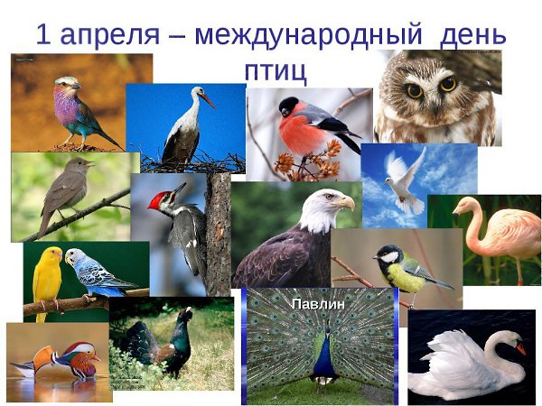 Сегодня вся планета отмечает Международный день птиц. Ежегодно 1 апреля вся планета отмечает ...