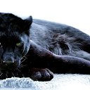 ���� �������, ������, 43 ���� - ��������� 13 ������ 2016 � ������ ���� ����������