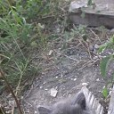 ���� ��������, ���������, 60 ��� - ��������� 13 �������� 2016 � ������ �������