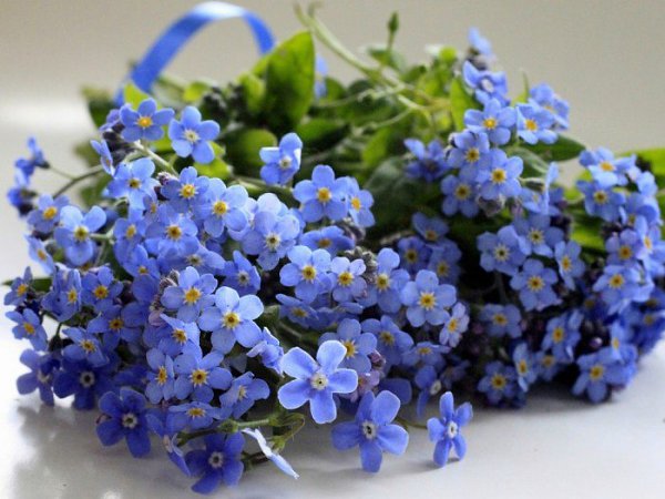 :) НЕ ЗАБЫВАЙ МЕНЯ. НЕЗАБУДКИ... Само название цветка – незабудка, уже предполагает огромное ... - 2