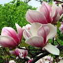 ���� �����, ���������, 44 ���� - ��������� 4 ����� 2017 � ������ ���� �������� ������