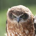 ���� ������, ���������, 50 ��� - ��������� 22 ������ 2016 � ������ ���� ����������