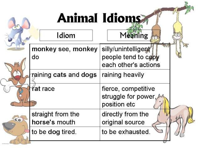 Animal Idioms - 4