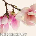 ���� �����, ���������, 44 ���� - ��������� 4 ����� 2017 � ������ ���� �������� ������