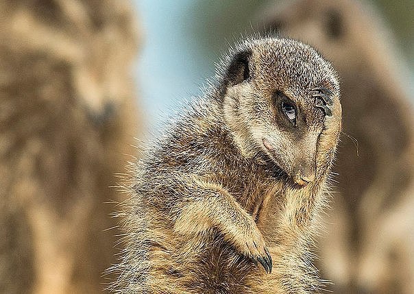     Comedy Wildlife Photography Awards 2016 - 2