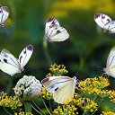 ���� �������, ������ - ��������� 11 ������� 2016 � ������ ������ ��������