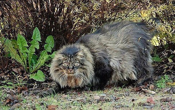 10 самых гигантских котов в мире.Такие котики смотрятся несколько устрашающе. Их уже не поднимешь ... - 4