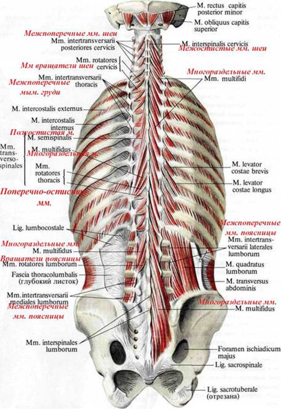 Межостистые и межпоперечные