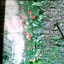 ���� Nikolae, �������, 66 ��� - ��������� 6 ������ 2017 � ������ �VESNA�