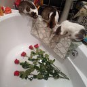 ��� ������� ����� �����