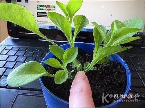 Как прищипывать петунию, чтобы она шикарно цвела? Чтобы петуния радовала вас пышным цветом, за ней ... - 4