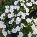 ���� �����, ����������, 63 ���� - ��������� 4 ������� 2016 � ������ ���� ����������