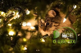 � ��� ������ ���... - 2