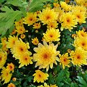  , , 60  -  11  2016    - 2016