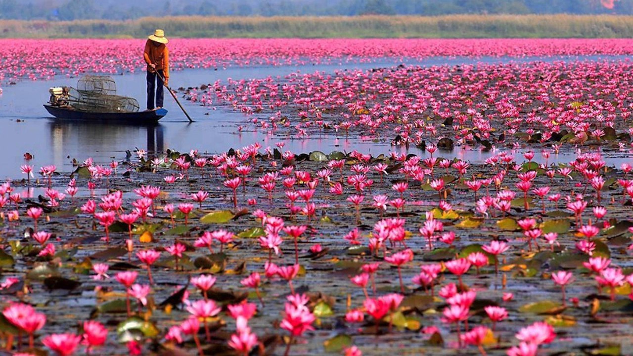 Lotus thailand