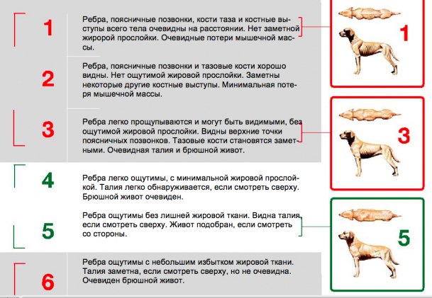 Собака сломала ребро. Тренировка мышц собаки. Травмы сухожилия у собак. Разрыв сухожилия у собаки.