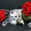 ���� Alen, ������, 36 ��� - ��������� 29 ������� 2016 � ������ ���� ����������