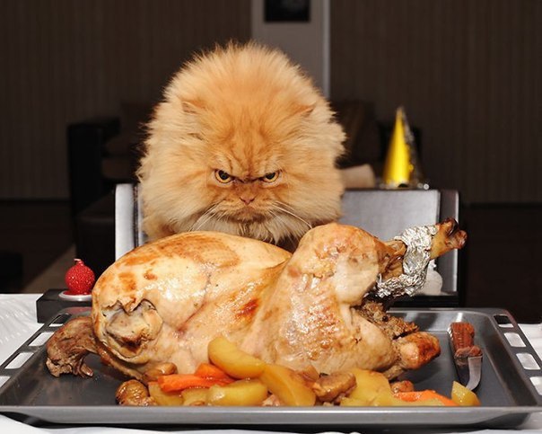 ,     . Grumpy Cat   ,    , , ... - 3